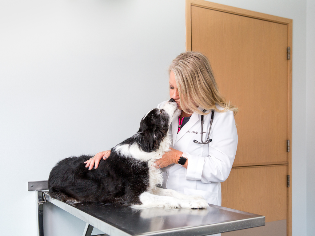 Veterinary Software Evolution: From Basic Tools to Integrated Practice Solutions