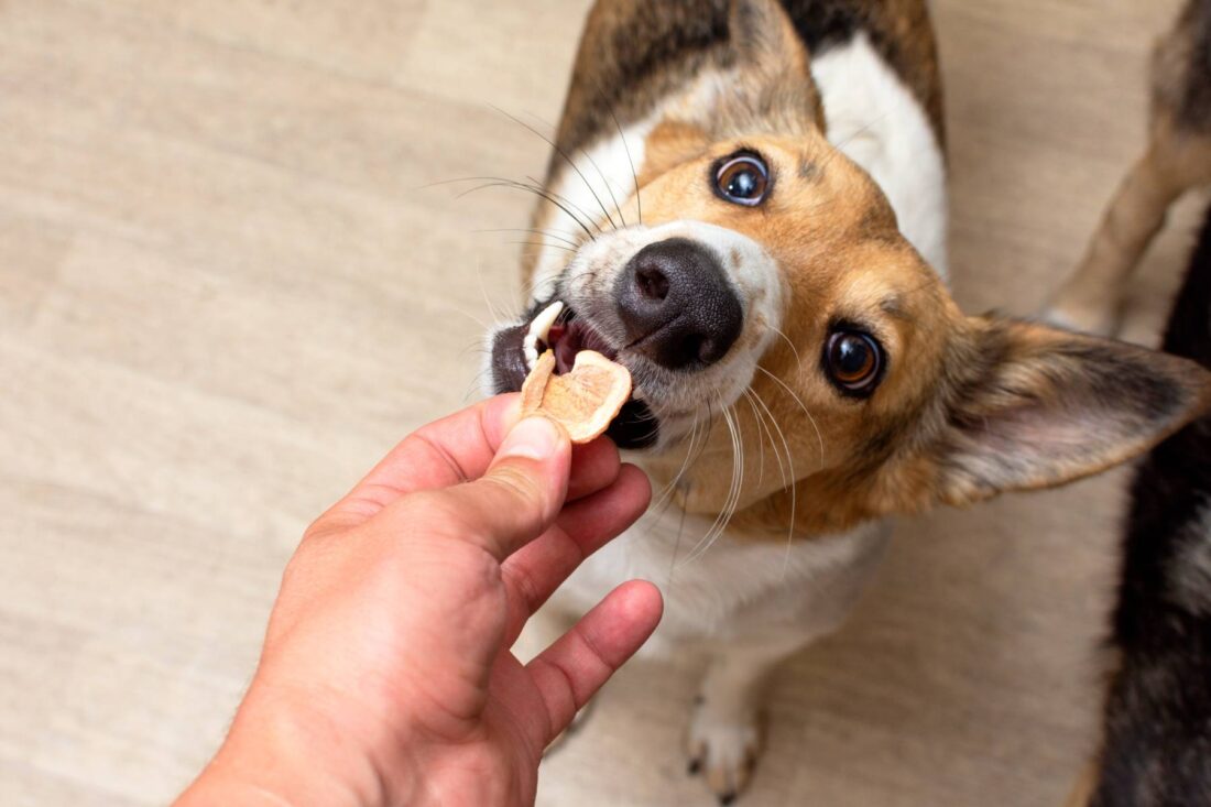 Healthy Dog Treats Guide: Nutrition, Organic, Freeze-Dried & Functional Benefits