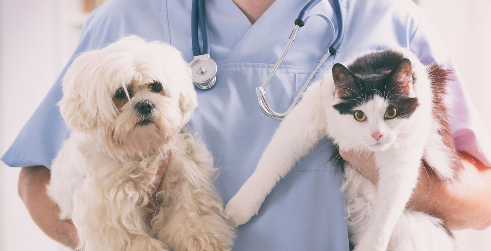 Pet Healthcare Guide: Wellness, Diagnostics, Emergencies, Insurance & Telemedicine