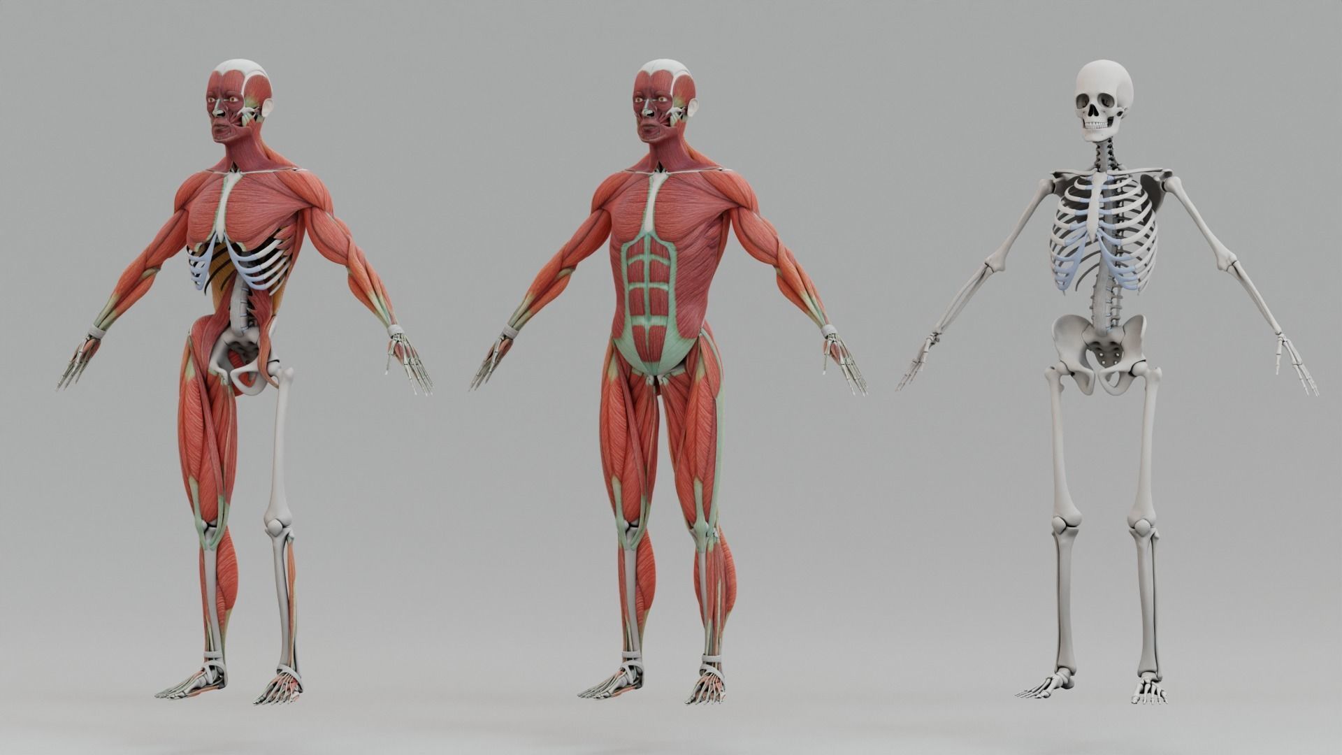 The Human Body: A Coordinated System of Bones, Tissues, and Circulation