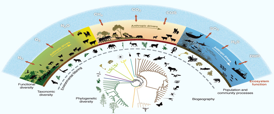 Evolution's Mechanisms: Natural Selection, Genetic Drift, and Speciation in Action