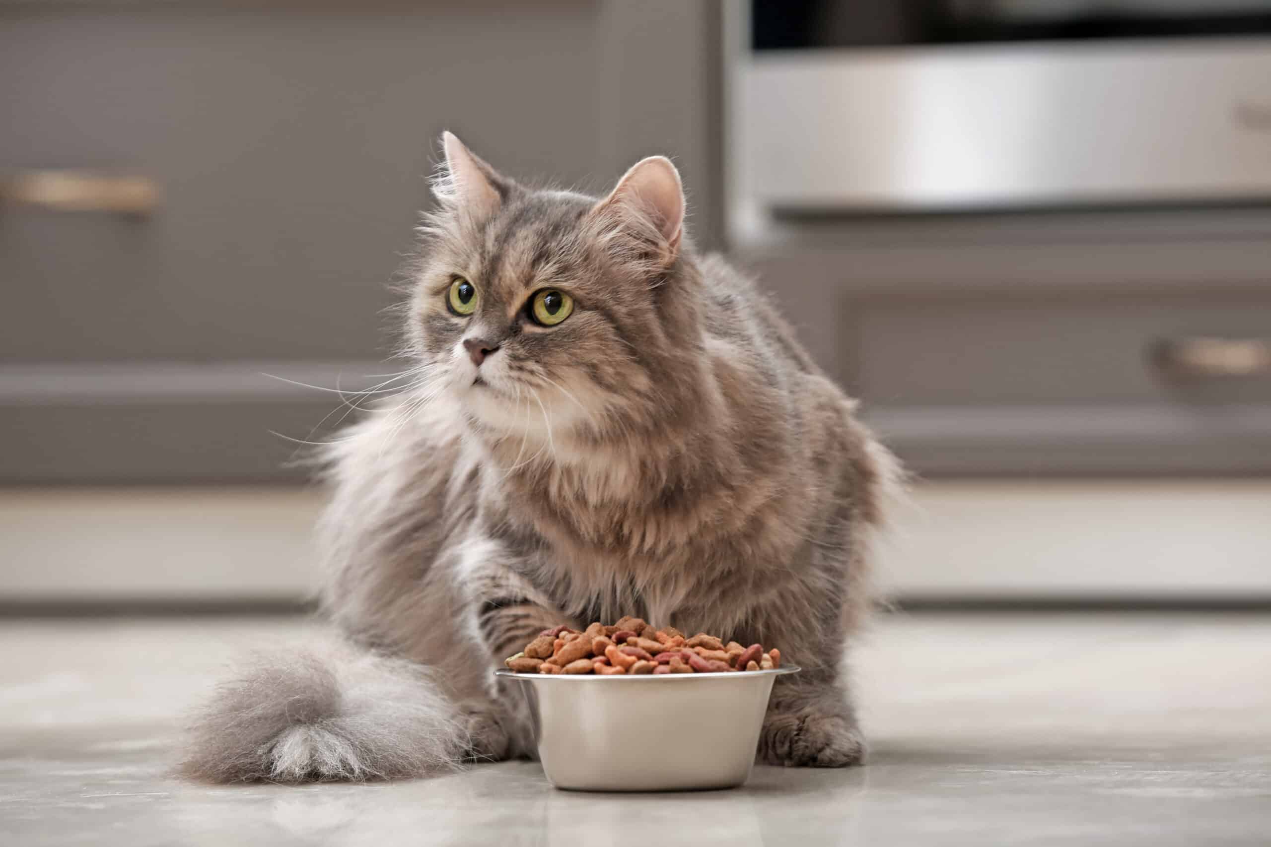 Cat Food Guide: Nutrition, Types, Prices & Choosing the Best